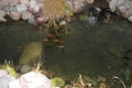 Patio Area Pond